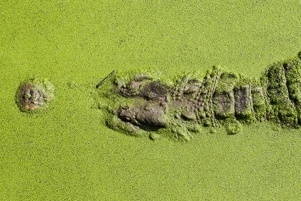 Bliska głowę krokodyla — Zdjęcie stockowe