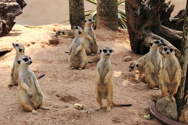 Meerkat de pé — Fotografia de Stock