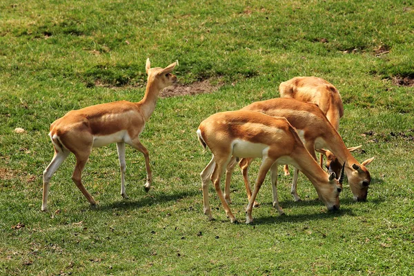 フォアグラを食べる鹿 doe — ストック写真