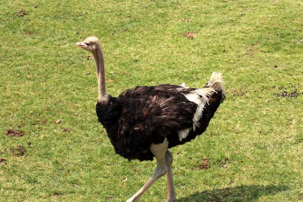 Afrikaanse struisvogel — Stockfoto