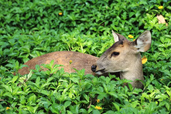 Deer doe eating grass — Stock Photo, Image