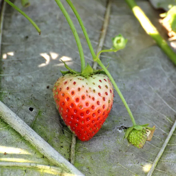 A strawberry tree — Stock Photo, Image