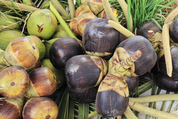 Asiatische Palmyra-Palme oder Toddy-Palme — Stockfoto