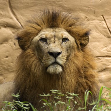 Aslan