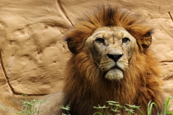Grote mannelijke leeuw — Stockfoto