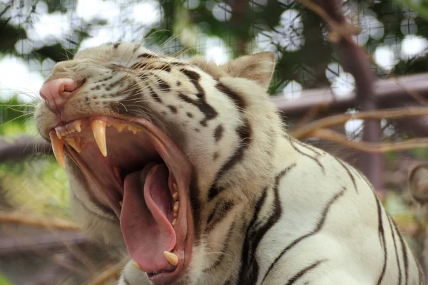 Tigre de bengala branco rugindo — Fotografia de Stock