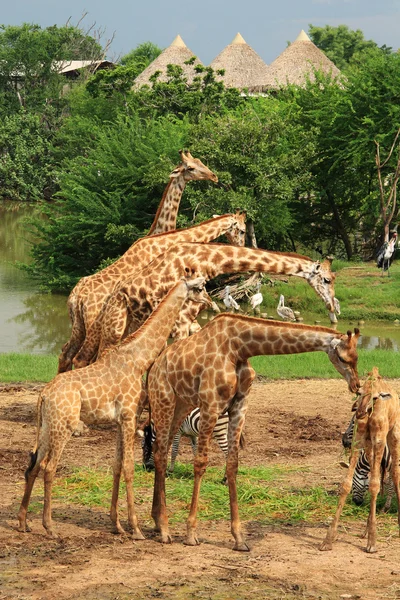Samec žirafy — Stock fotografie