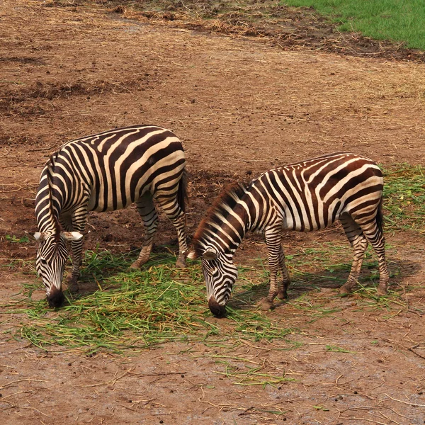 Afrikanska zebra äta — Stockfoto