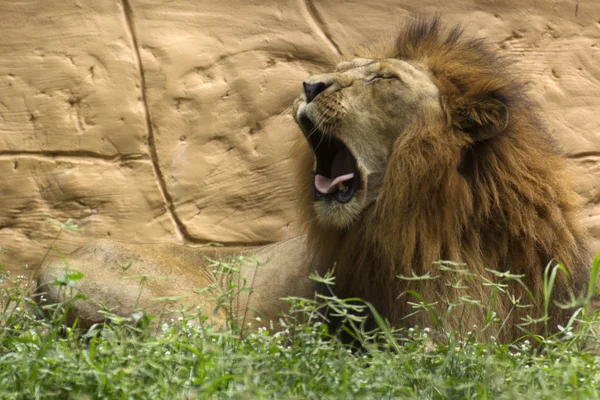 Mannetjes leeuw slaperig — Stockfoto