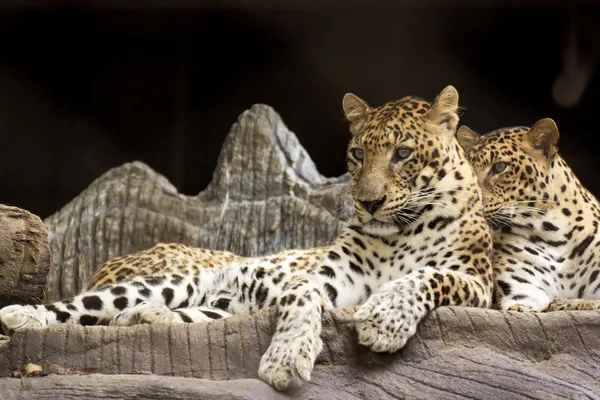 Леопардовые кошки — стоковое фото