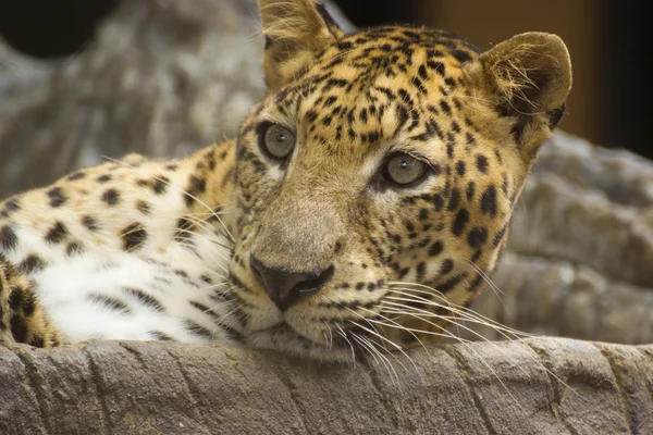 Gato leopardo — Fotografia de Stock