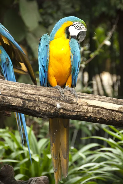 Guacamayo —  Fotos de Stock