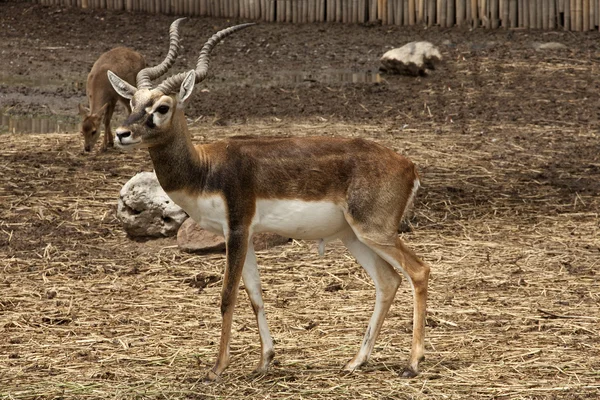 Svart Buck – stockfoto