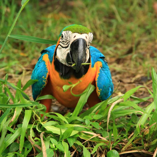 Macaw eating the glass — Stock Photo, Image