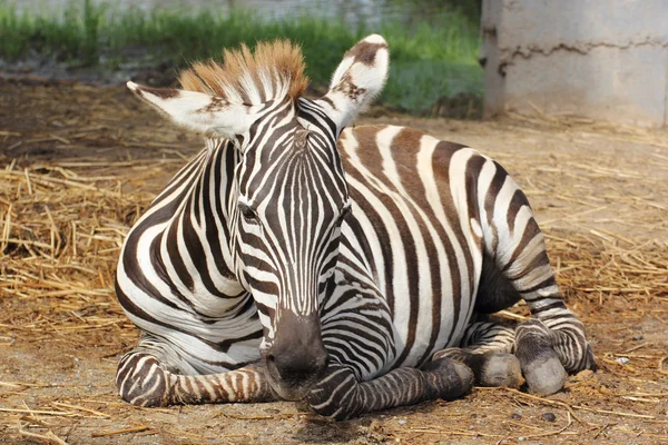 Zebra — Stok fotoğraf