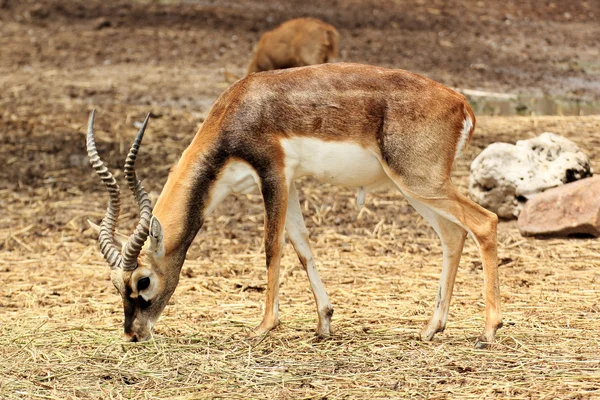Impala w środowisku naturalnym — Zdjęcie stockowe