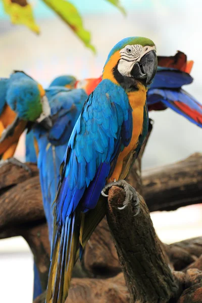 Closed Up Macaw — Stock Photo, Image