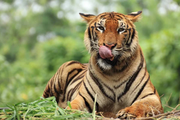 Bengalisk tiger. — Stockfoto