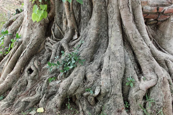 Raízes de banyan tree — Fotografia de Stock