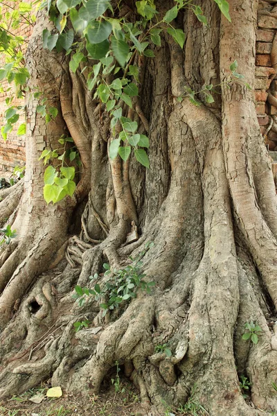 Banyan tree roots — Stock Photo, Image