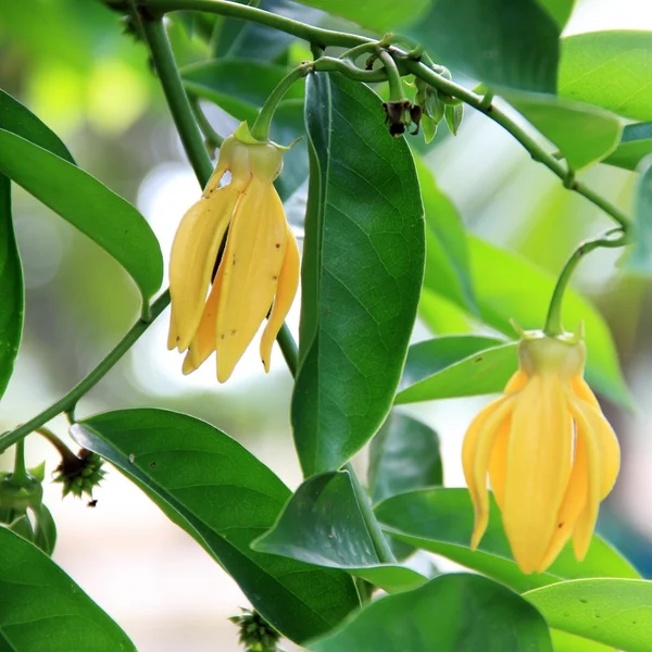 ylang ylang çiçekler