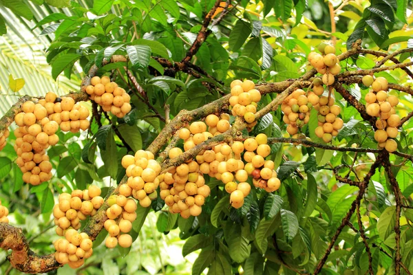 Langtraubenbaum — Stockfoto