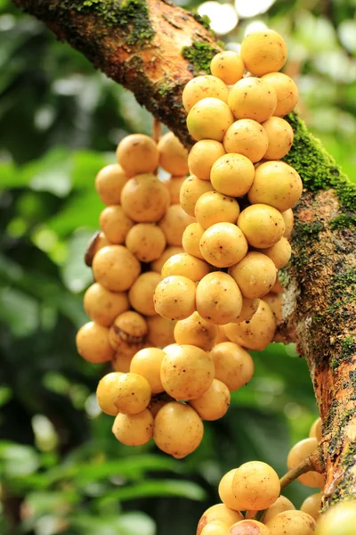 Langsad-Frucht — Stockfoto