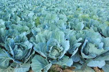 taze lahana bitkileri