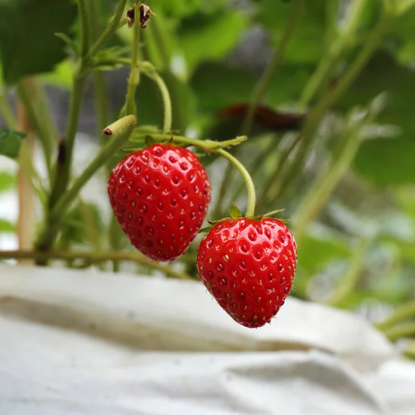 Semis de fraises à la ferme — Photo