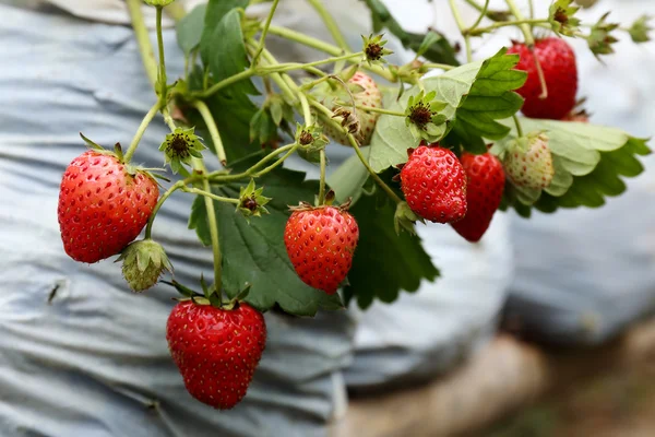 Piantine di fragole in azienda — Foto Stock