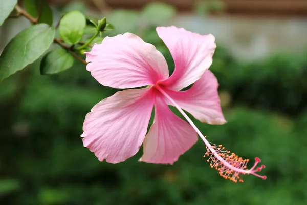 Close up Pink Hibiscus flower — Stock Photo, Image