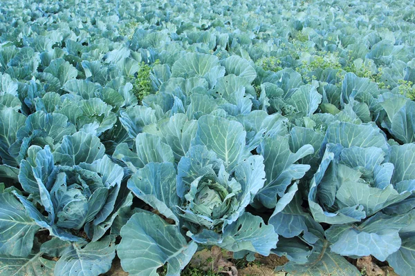 Fresh cabbage plants — Stock Photo, Image