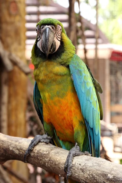 Güzel mavi ve sarı Amerika papağanı — Stok fotoğraf
