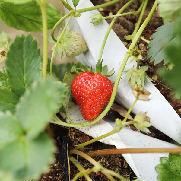 Fragola su pianta biologica — Foto Stock