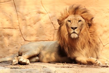 portre aslan
