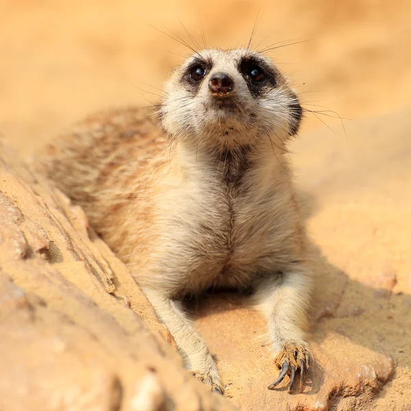 Meerkat ψάχνει — Φωτογραφία Αρχείου