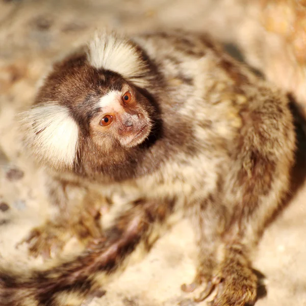 Marmoset looking — Stock Photo, Image