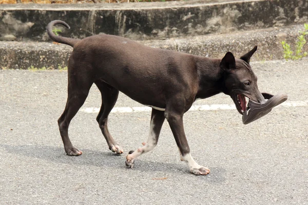 Thai dog biting a shoe — Stock Photo, Image