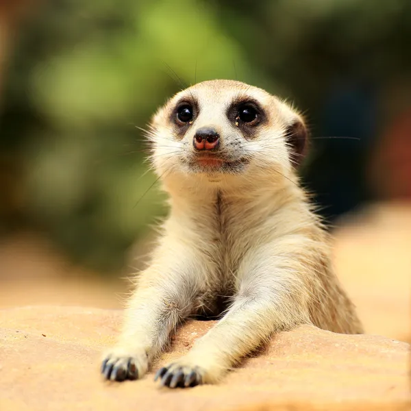 Erdmännchen suchen Stockbild