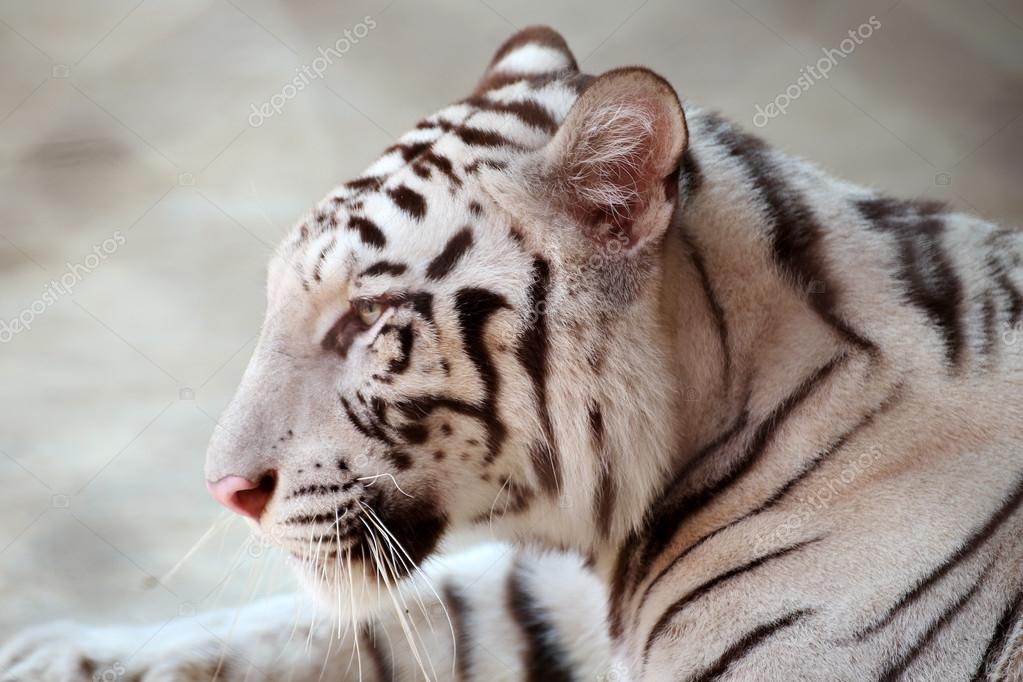 close up the face of white tiger &mdash;  照片