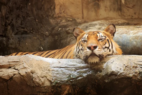 Close up Bengal Tiger — Stock Photo, Image