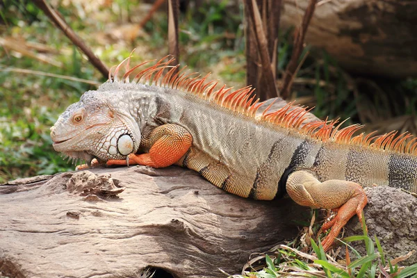 Leguaan — Stockfoto