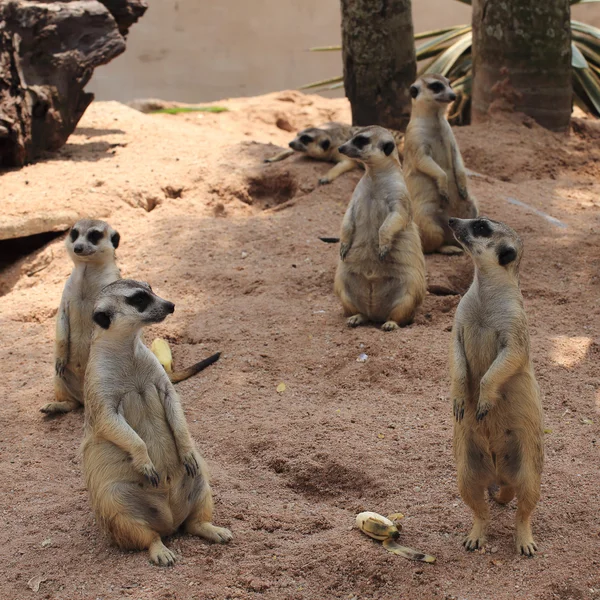 Meerkat. — Fotografia de Stock