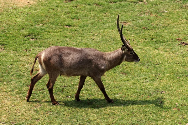 Deer buck — Stock Photo, Image