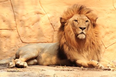 bir şeyler arıyor aslan