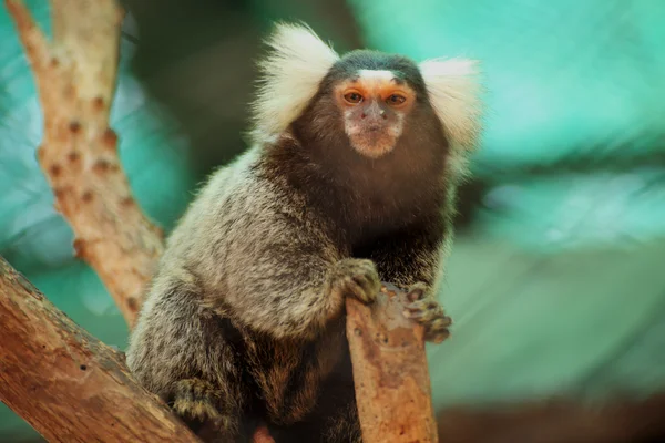 Marmoset na árvore — Fotografia de Stock