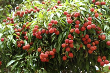 ağaç üzerinde asılı lychees