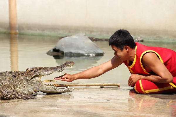 The trainer put hand into the jaws of a crocodile — Stock Photo, Image