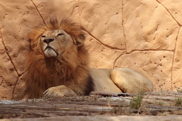 Portrait lion — Stock Photo, Image