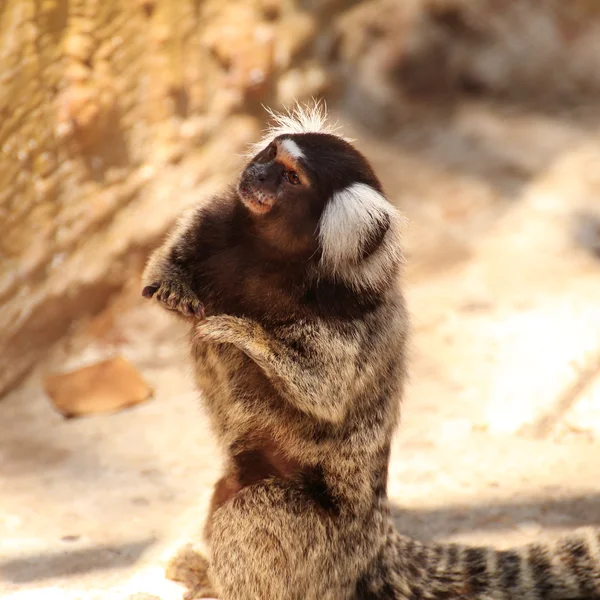 Fechar Marmoset comum — Fotografia de Stock